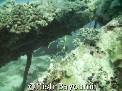 Gail looking up at me through the chicken wreck, jeddah. ... by Mish Bayoumi 